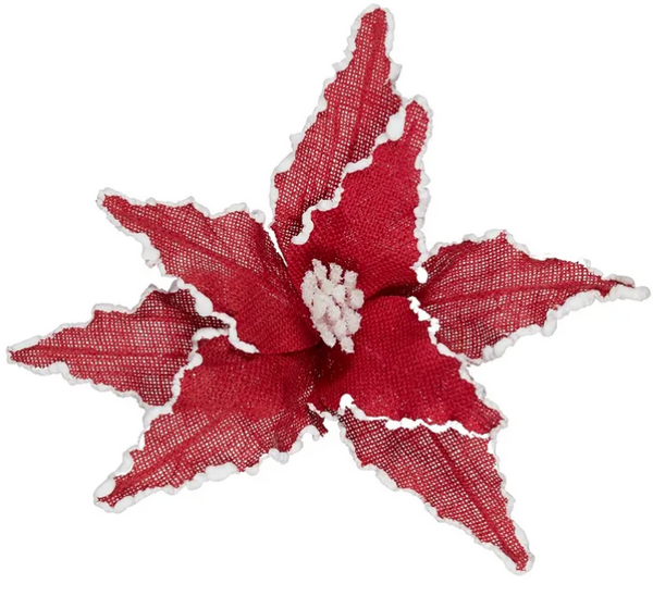 Poinsettia with snowy trim